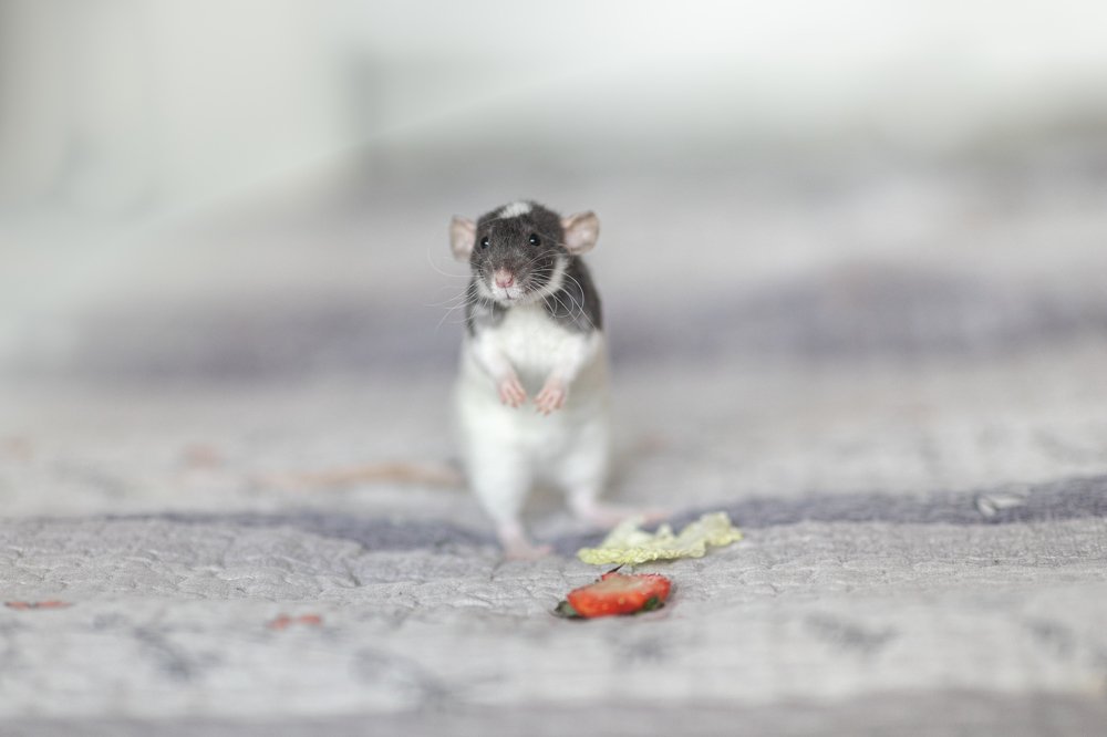 Photograph by Людмила Казак