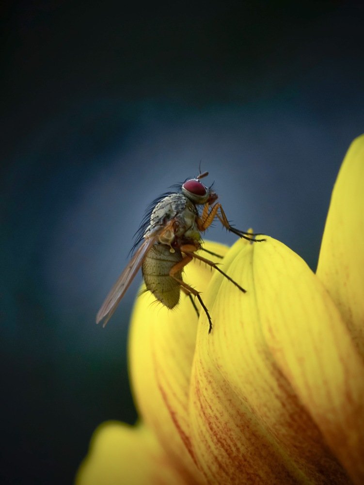 Фотография автора Ольга Лебедева