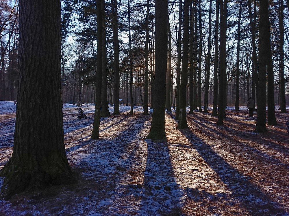 Солнечные тени сосен