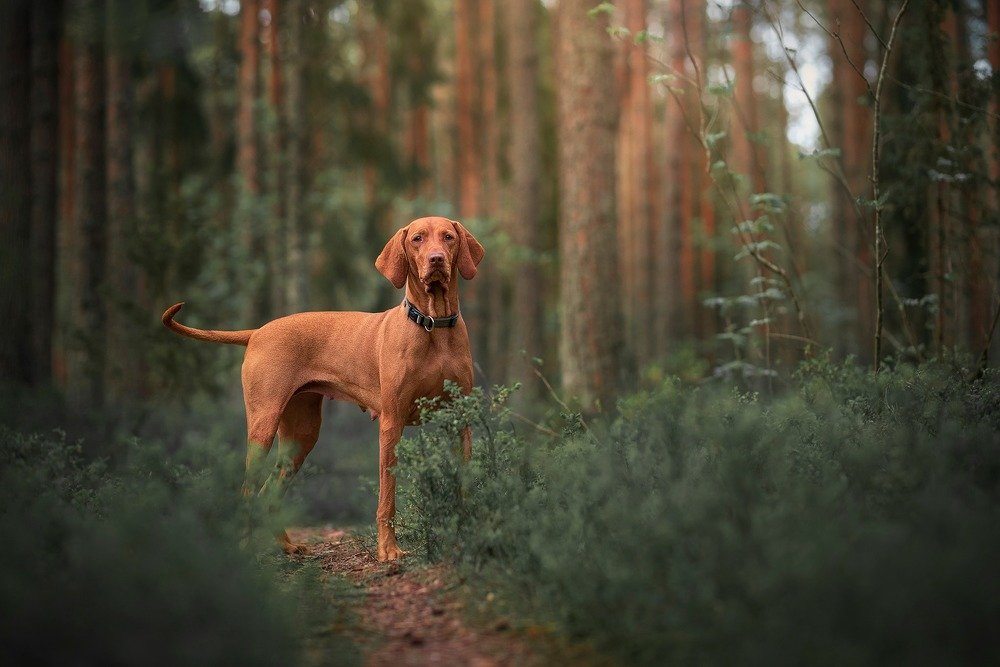 Photograph by Karina Saarestik