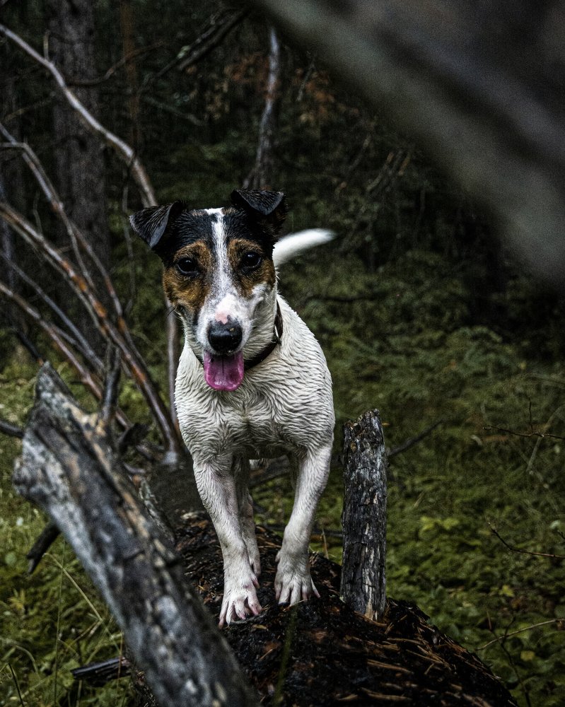 Photograph by  Dimitar