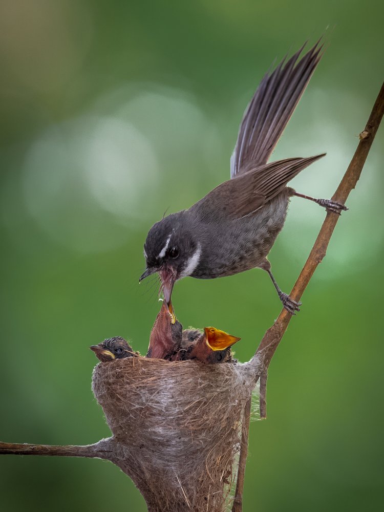 Photograph by Subhra Mandal