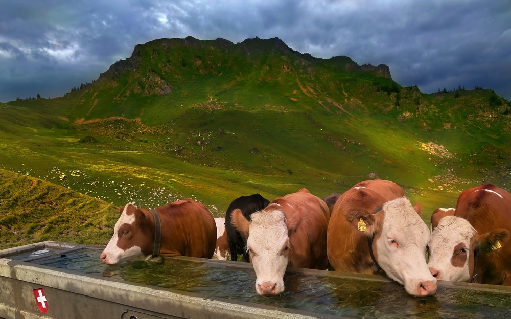 Photograph by Elena Wymann