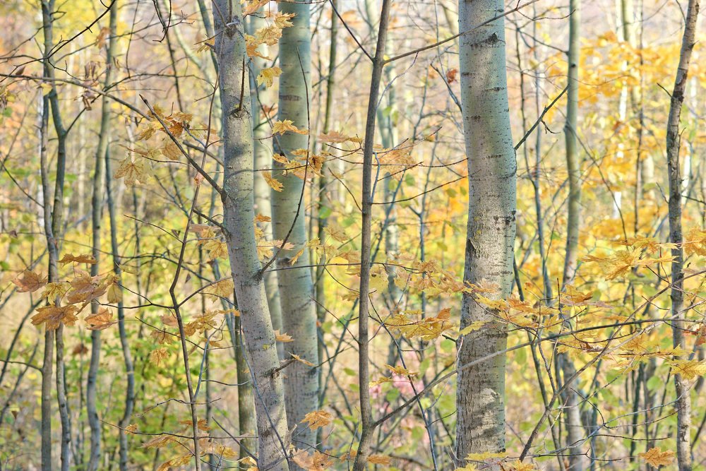 Photograph by Олег Шлыгин