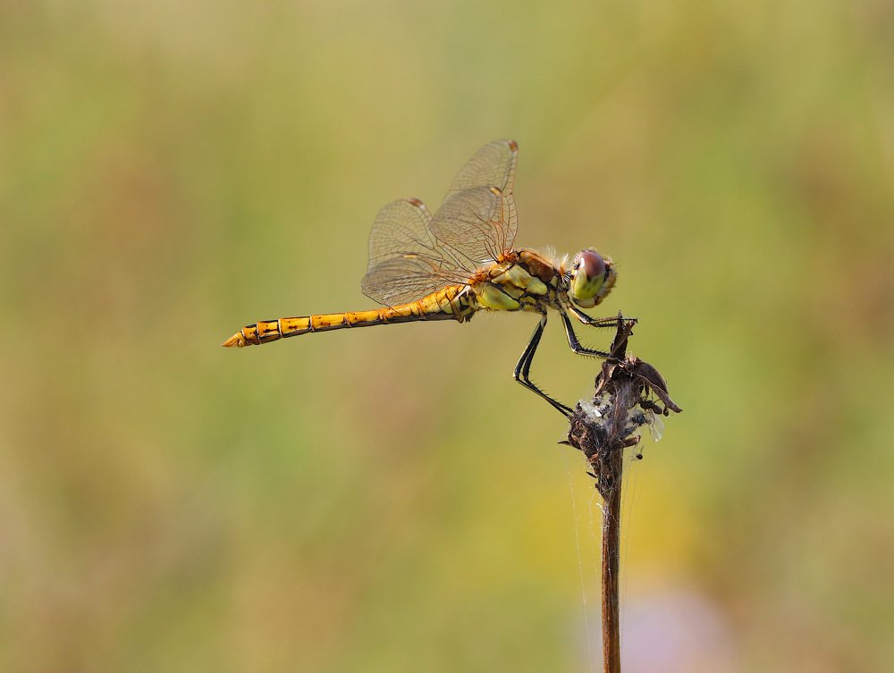 Луговая красавица