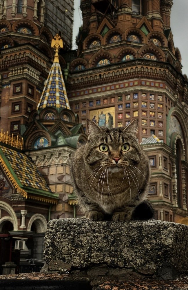 Фотография автора Ilia Vytnov