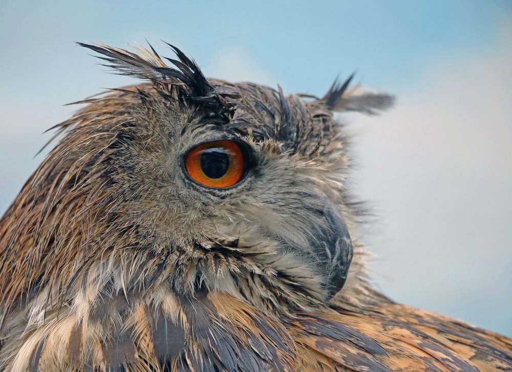 Photograph by Александр Пузиков
