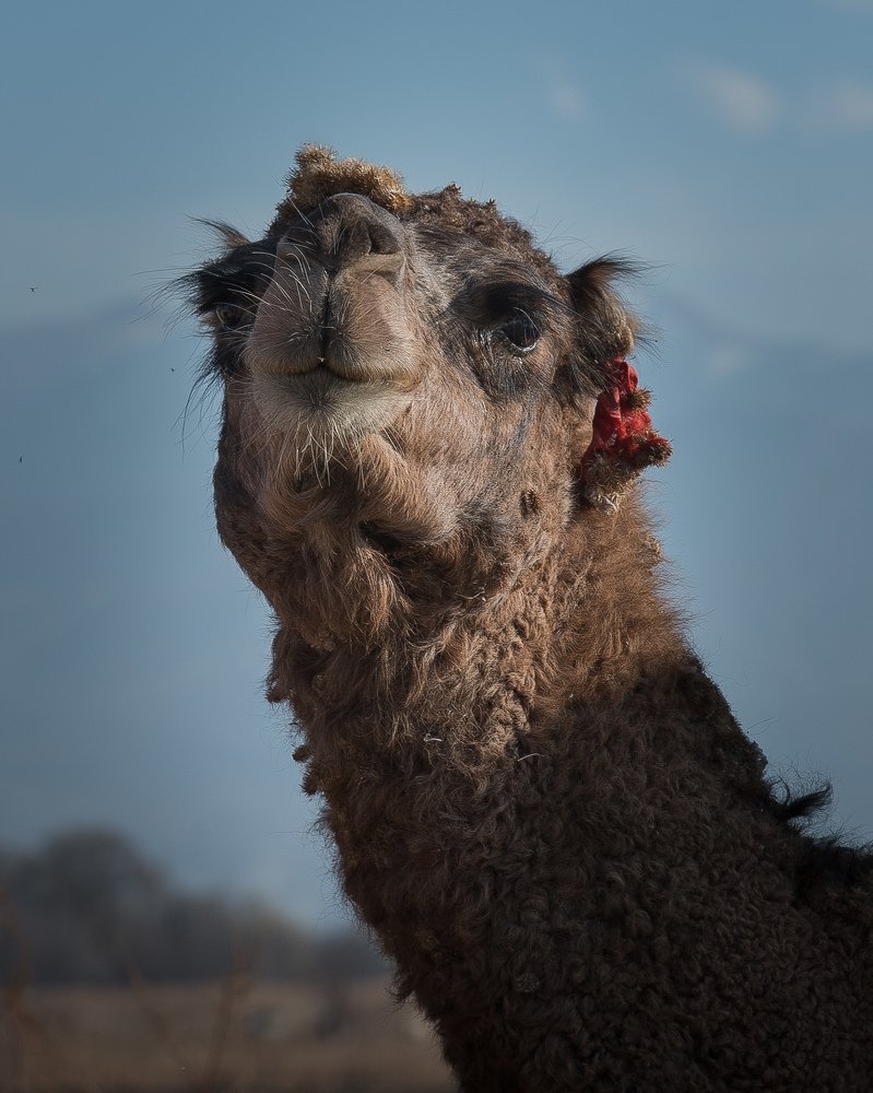 Фотография автора Ilia Vytnov