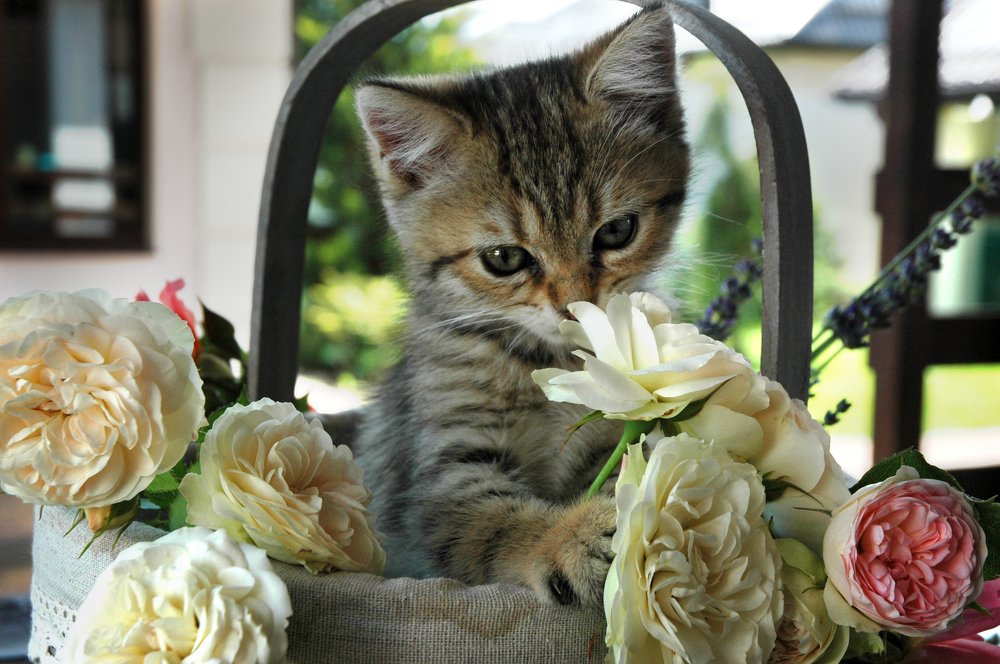 Photograph by Нелли Сидоренко