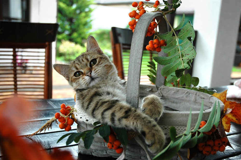 Photograph by Нелли Сидоренко