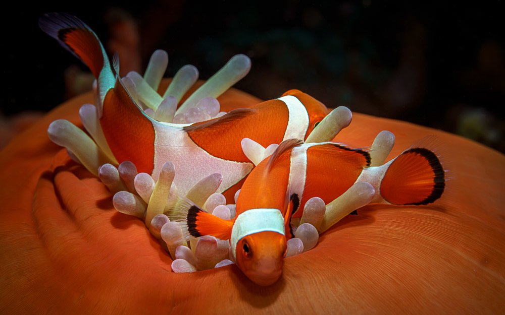 Photograph by Андрей Савин