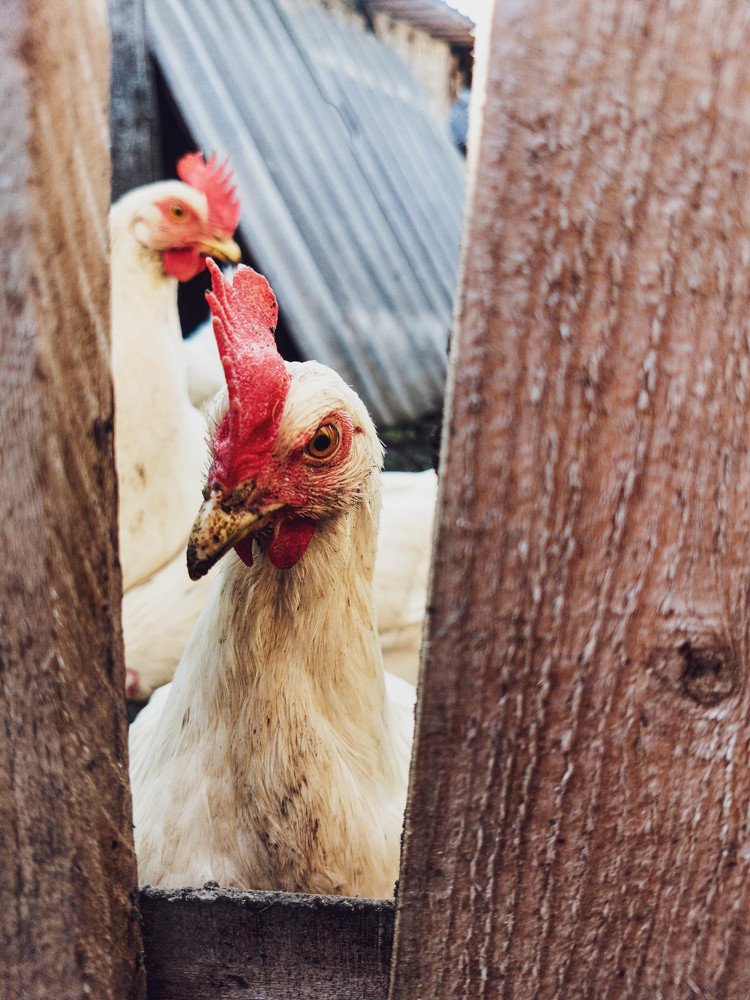 Photograph by Светлана Перминова