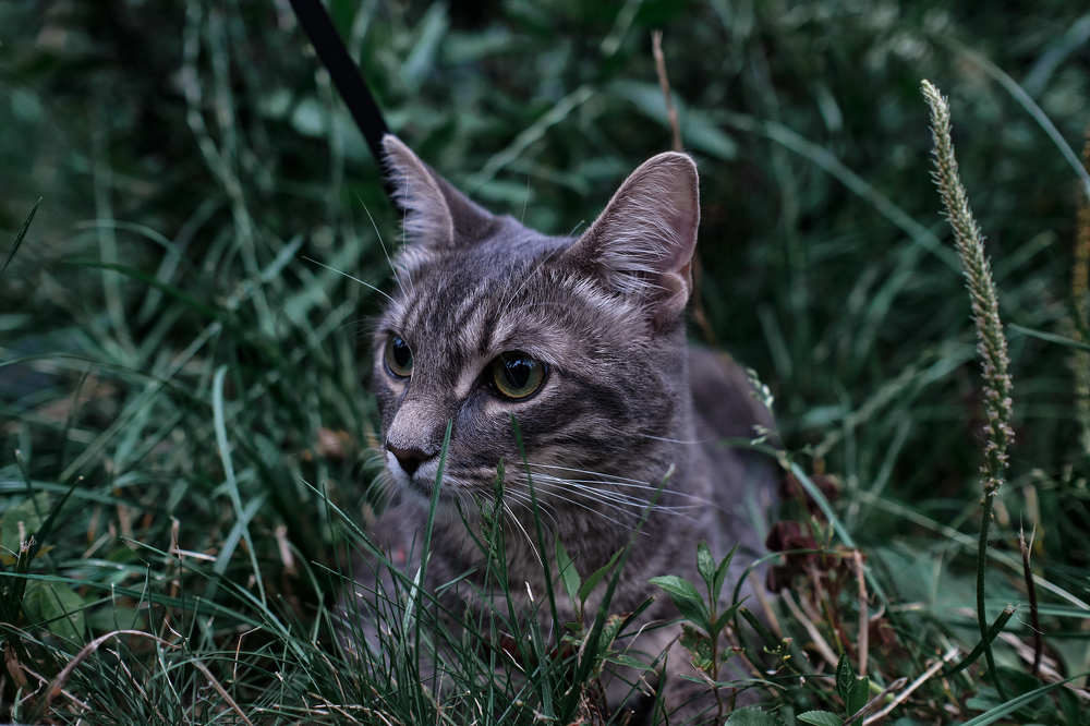 Photograph by Пётр Дедковский