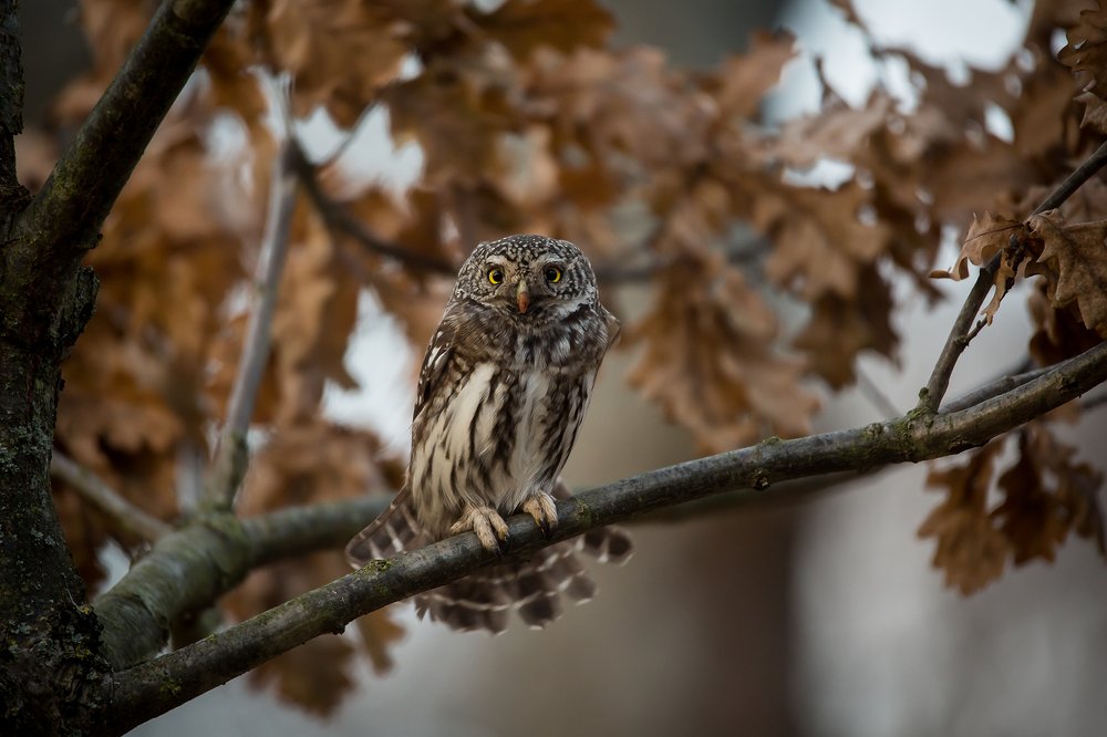 Photograph by Андрей Костромин