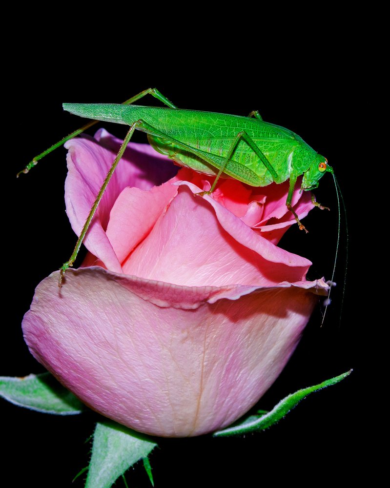 Photograph by Михаил