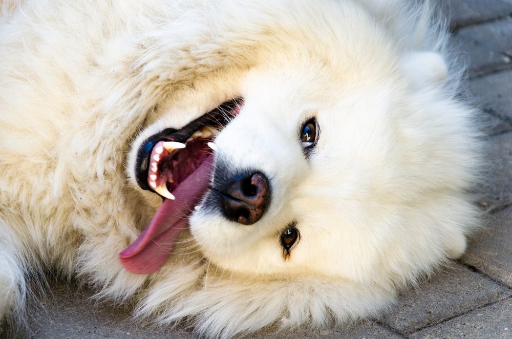 Photograph by Виктор Карпов