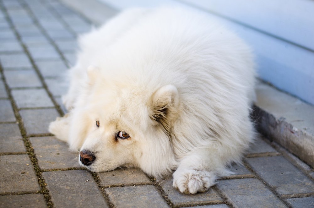 Photograph by Виктор Карпов