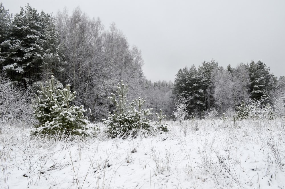 Photograph by Николай Соколовский