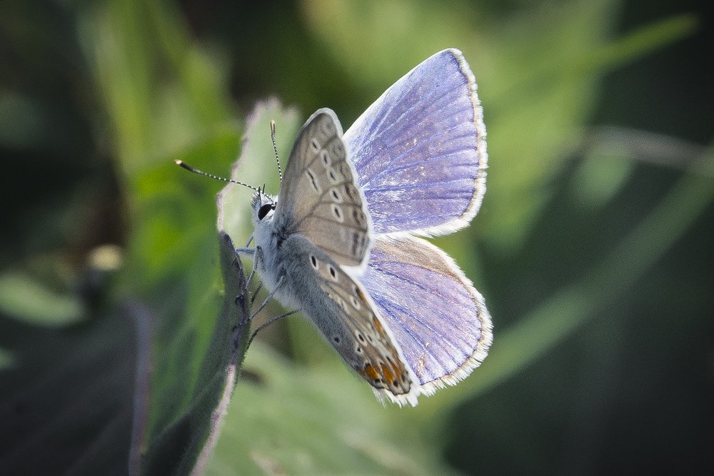 Photograph by Алексей Стариков