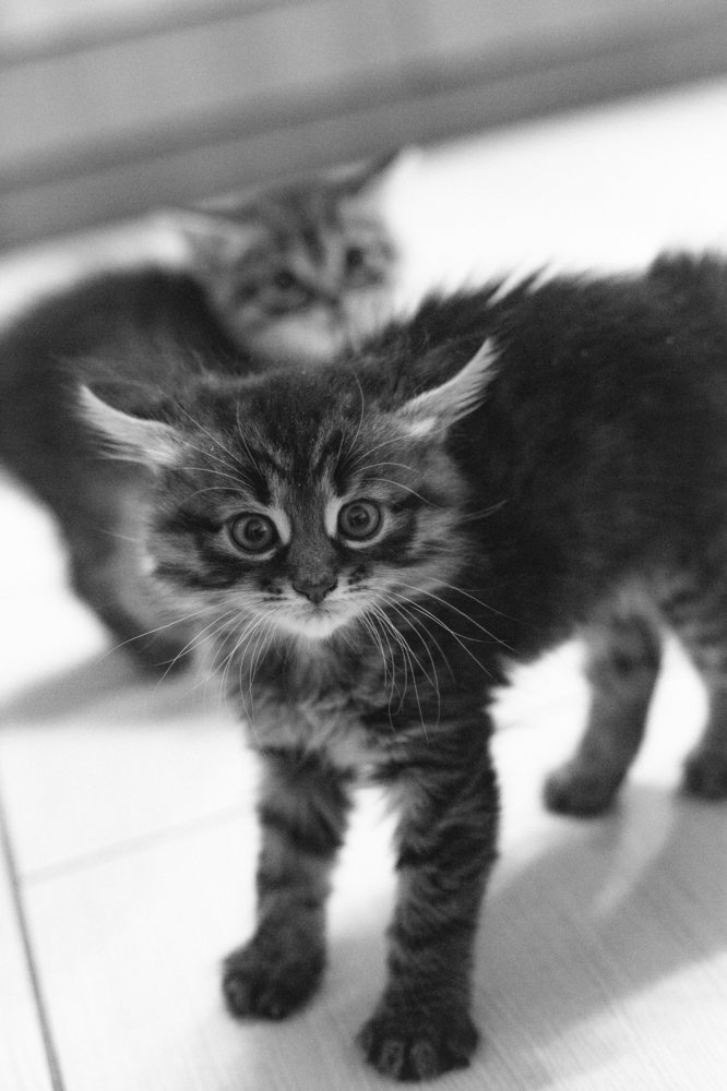 Фотография автора Елена Мудрык