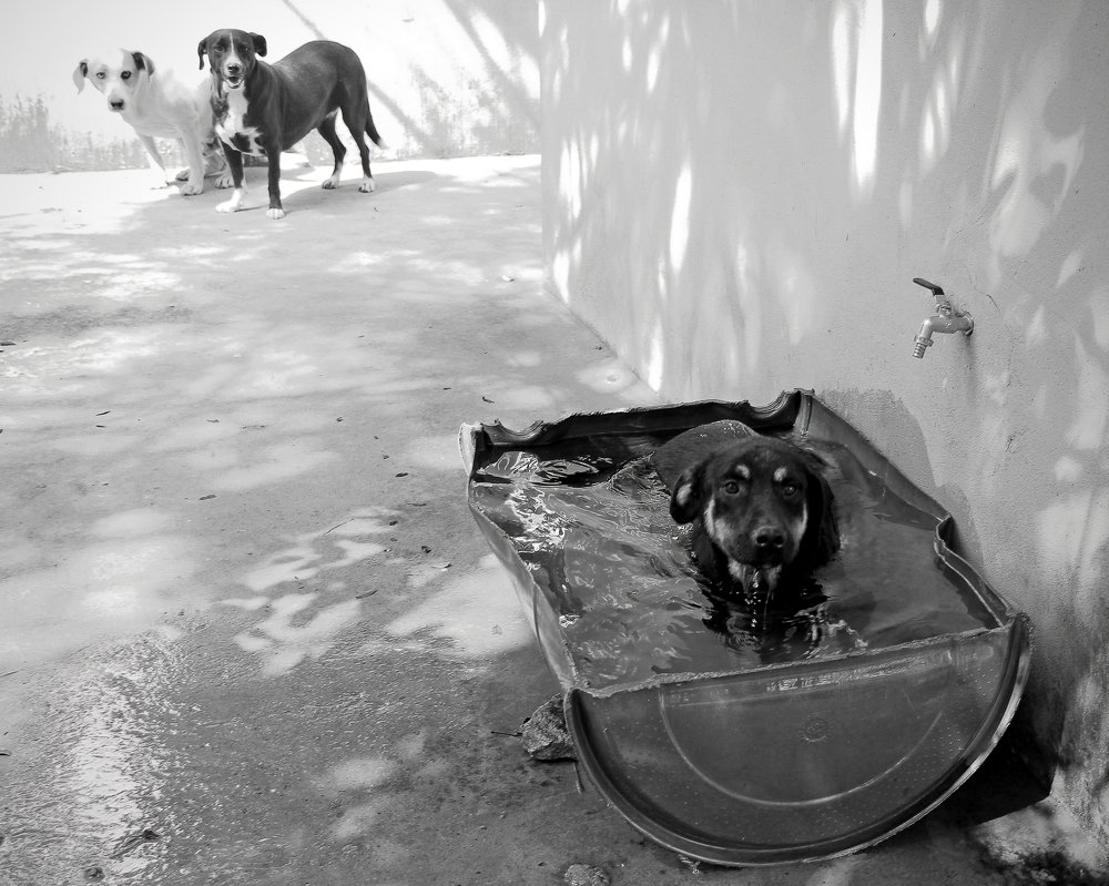 Photograph by Tatiana Barthem