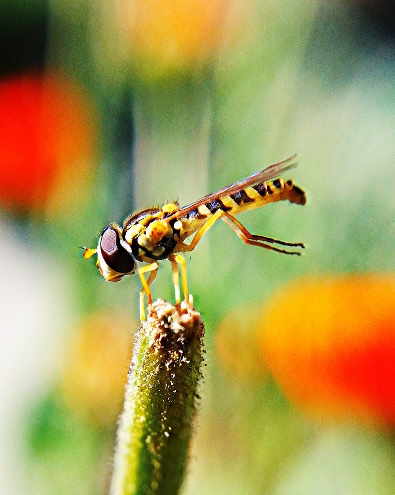 Photograph by Kapil Singh