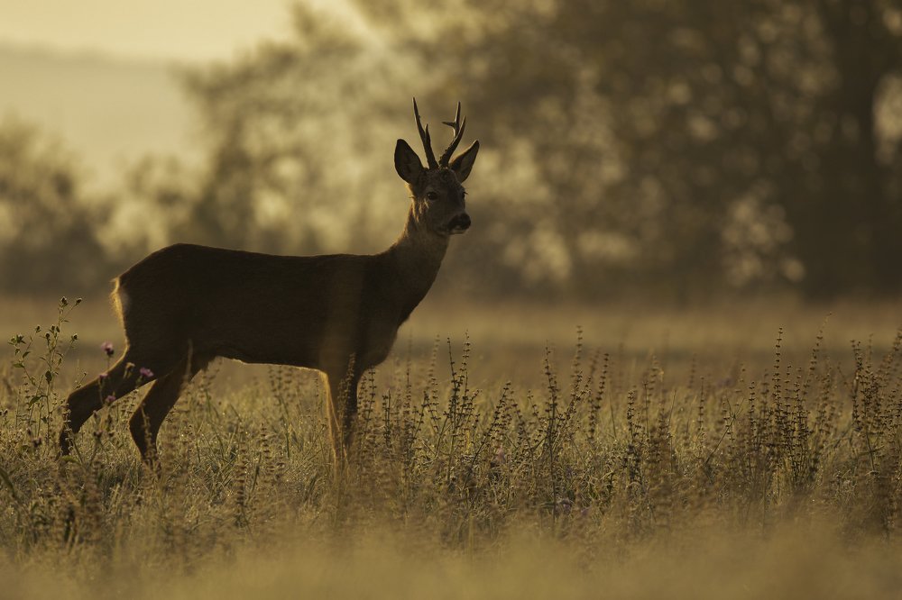 Kissed by that beautiful golden morning light.