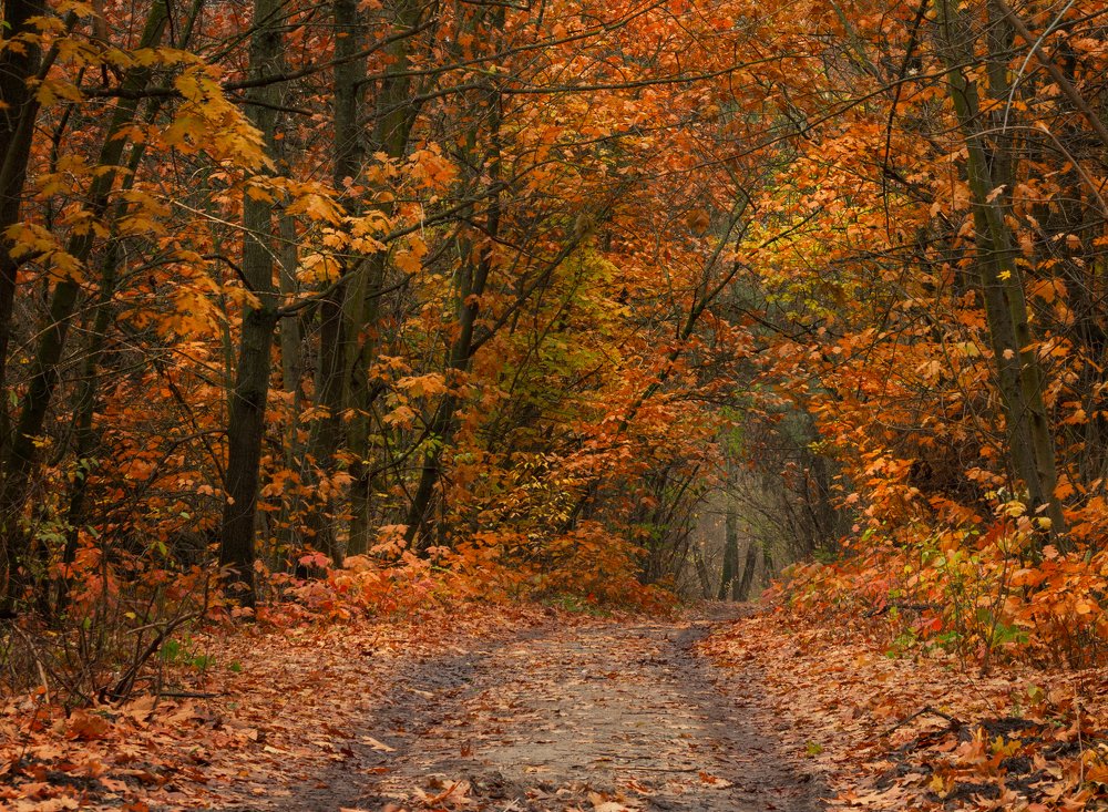 Road through the autumn oak alley