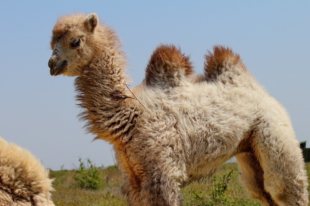 Фотография автора Александр Челмодеев