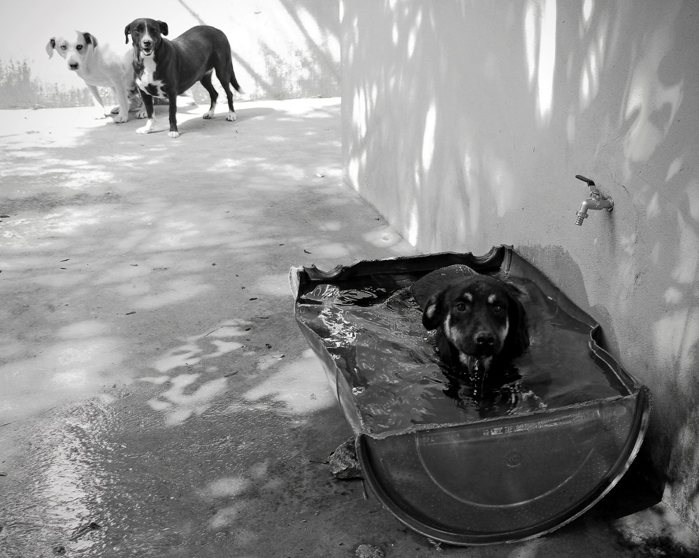 Photograph by Tatiana Barthem