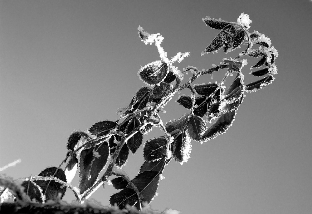 Photograph by Надежда Киселева