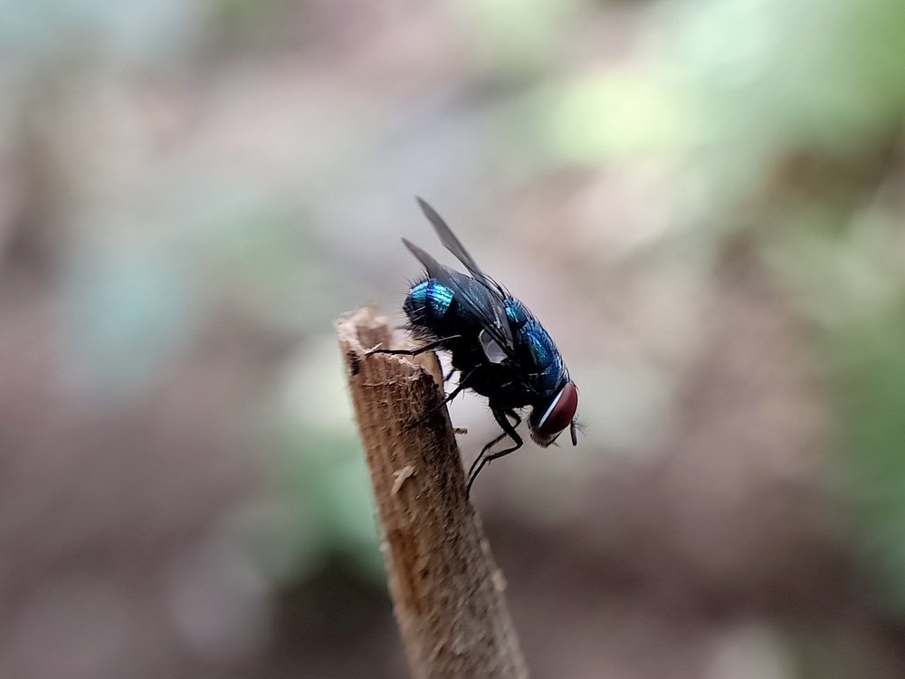 Calliphora vomitoria