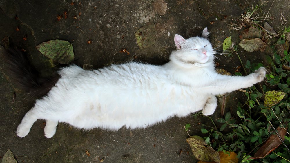 Photograph by Tatiana Barthem