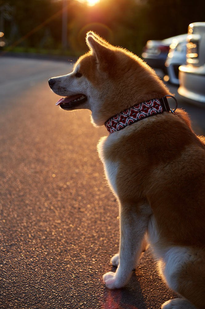 Фотография автора Елена Мудрык