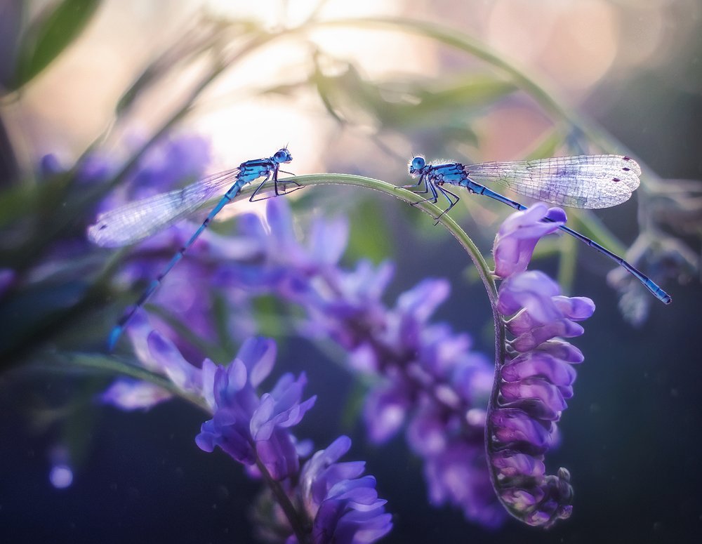 Вечерний разговор