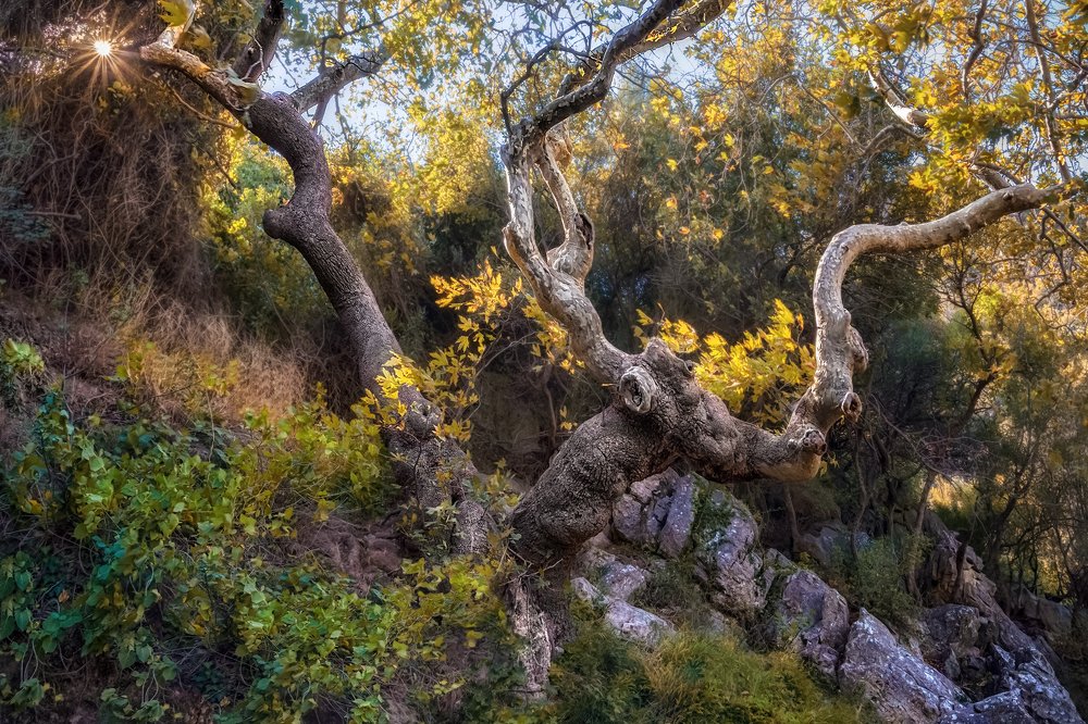 Photograph by Марина Ческис