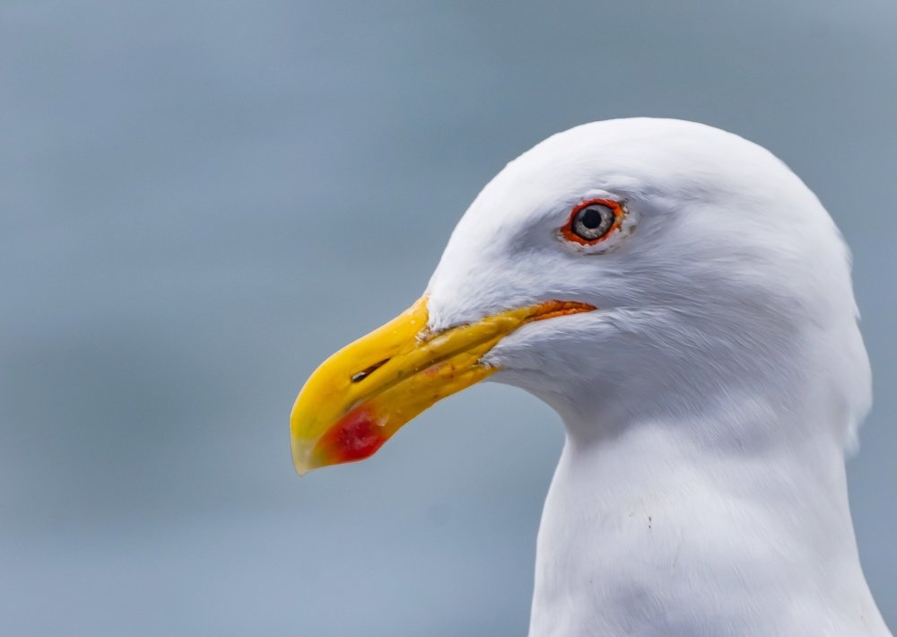 Photograph by Fernando Lopez Lago