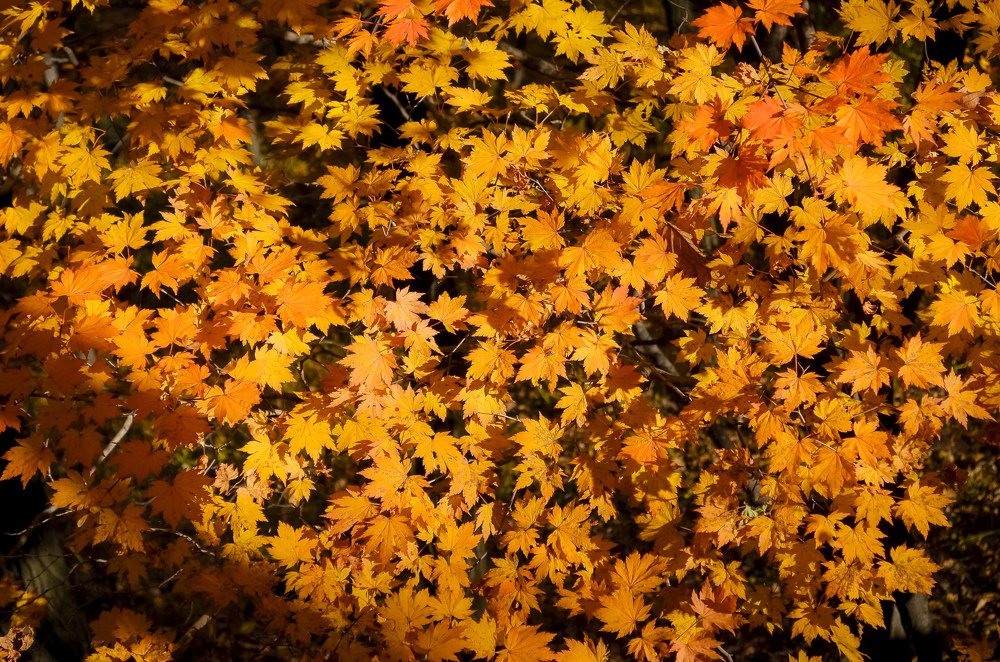 Photograph by Александр Коваль