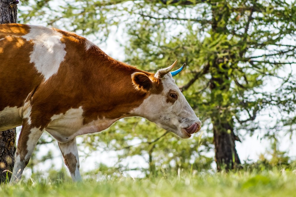 Photograph by Виктор Сёмушкин