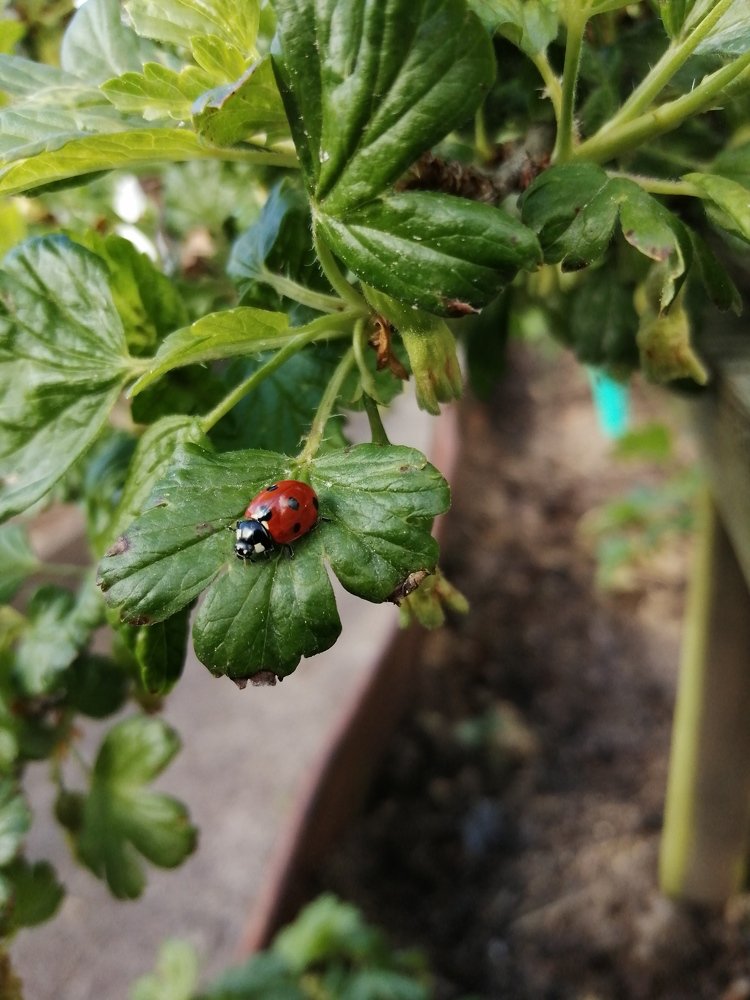 Божья коровка