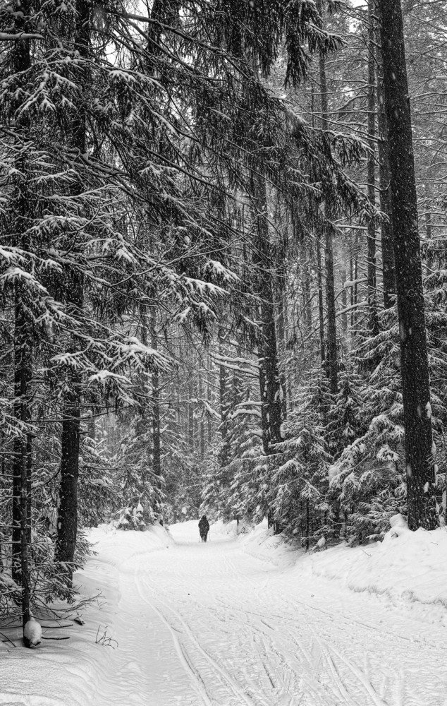 Прогулка в лесу