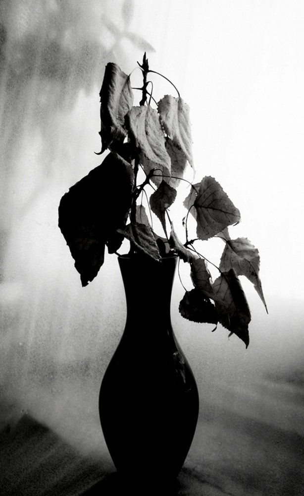 Photograph by Евгений Бригиневич - Снежин