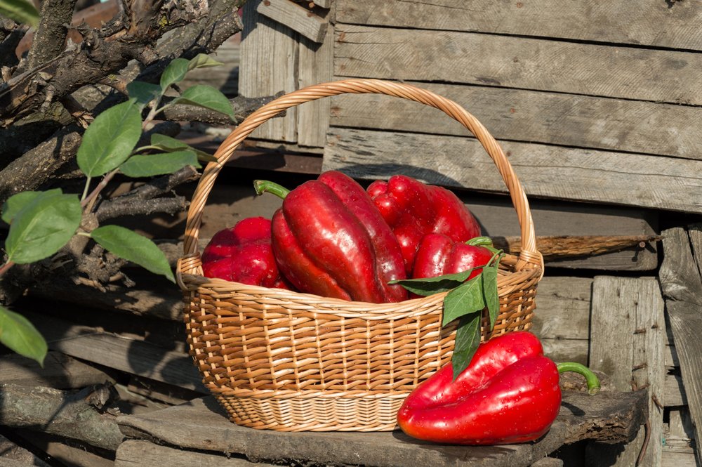 Photograph by Светлана Гок