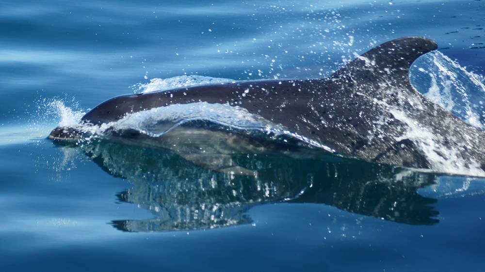 Dolphin