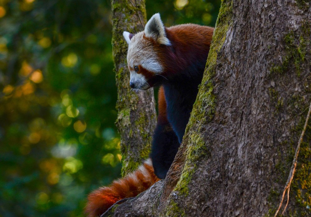 Photograph by Prawin Subba