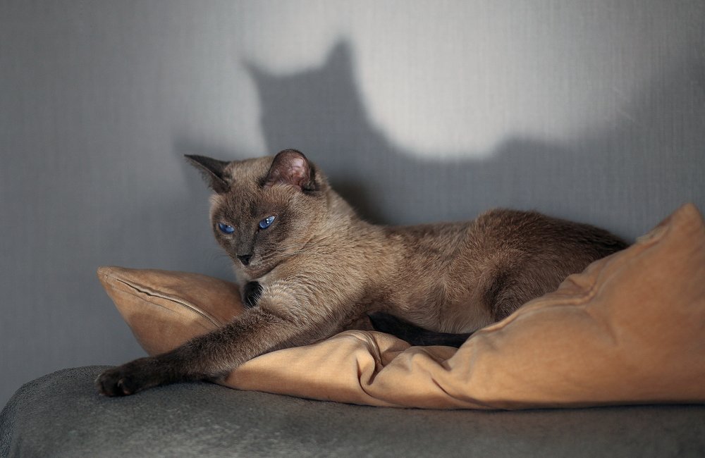 Photograph by Светлана Кавказская