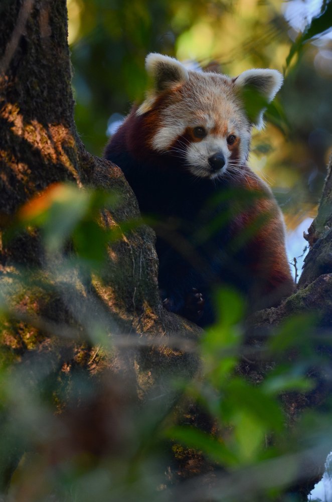 Photograph by Prawin Subba