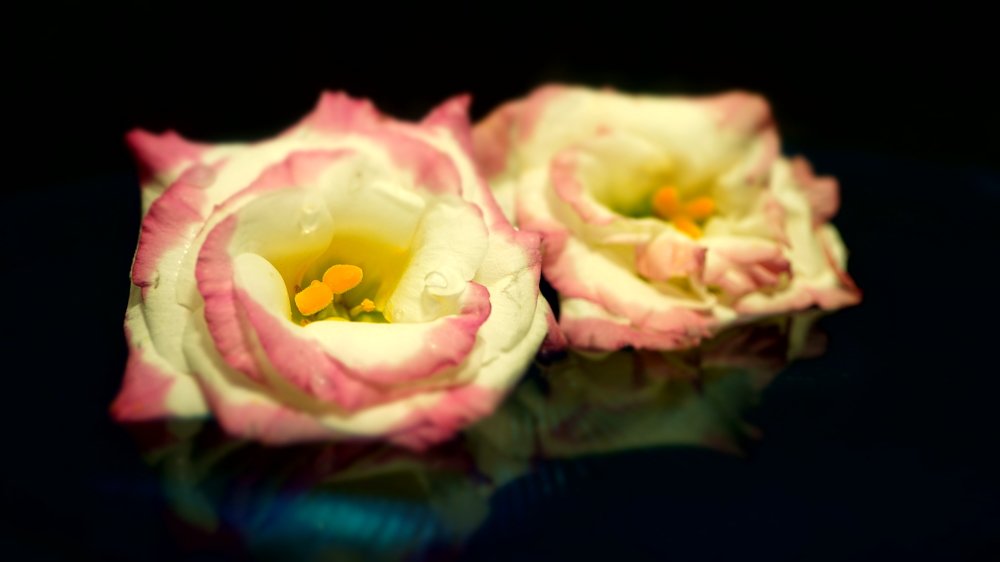 Photograph by Aleksandr Lazovik