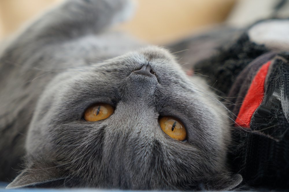 Фотография автора Ирина Зайцева