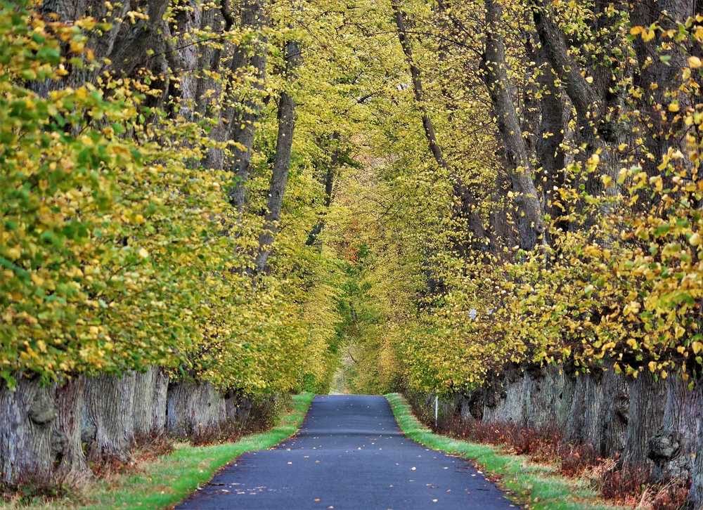 Fall in dk